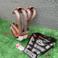 Integra Type R OEM Header. 4-1 .DC2 DB8 B18C Exhaust Manifold ITR JDM